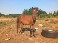 اسب نر, اسب — عکس 2
