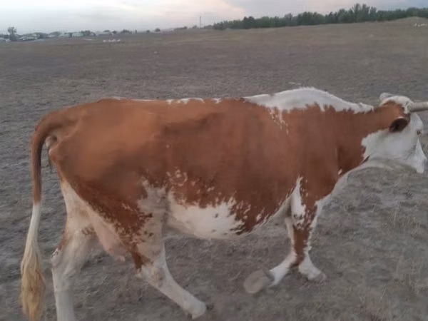 Cow, Cattle — Kazakhstan