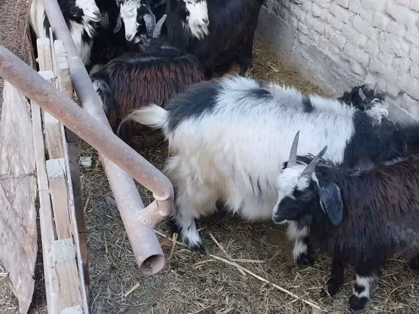 Goat, Goats — Uzbekistan