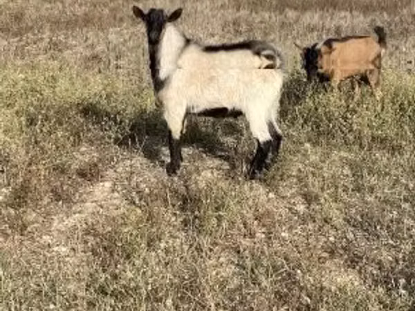 Billy Goat, Alpine goat — Hungary