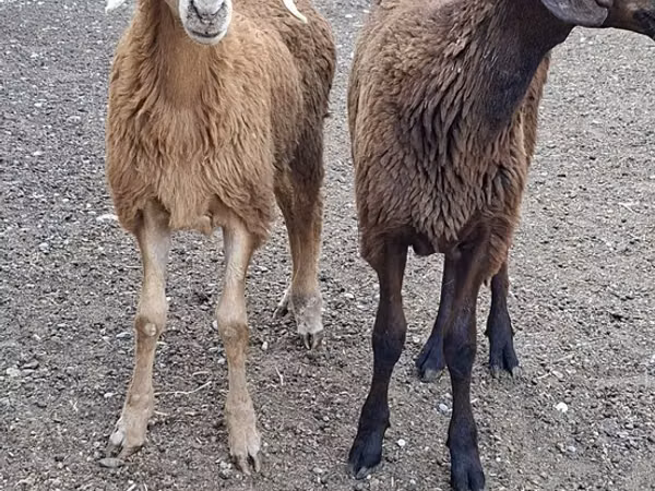Billy Goat, Goats — Kazakhstan