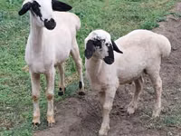 公羊, Sheep — 照片 3