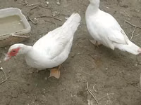 Ducks — تصویر 2