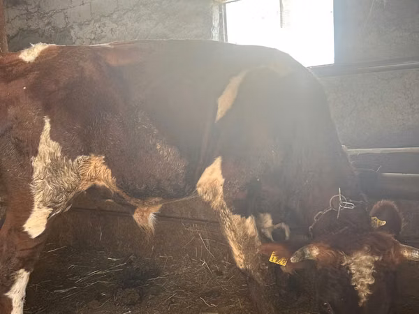 Bull, Cattle — Moldova