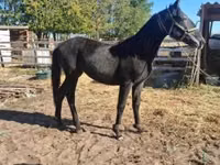 Kuda betina, Horses — foto 3