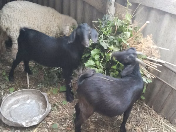 Goat, Goats — Moldova