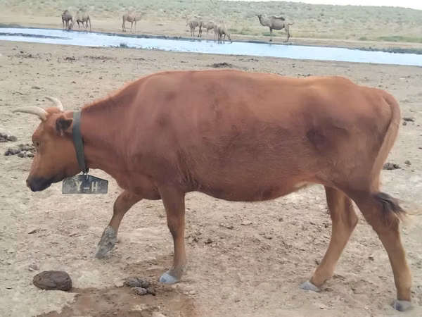 Vache, Latvian Blue cattle — Kazakhstan
