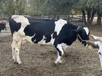 Cow, Holstein breed — photo 4