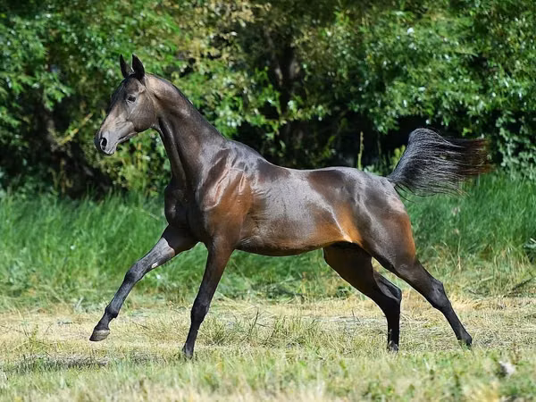 Horse (M), Akhal-Teke — Kyrgyzstan
