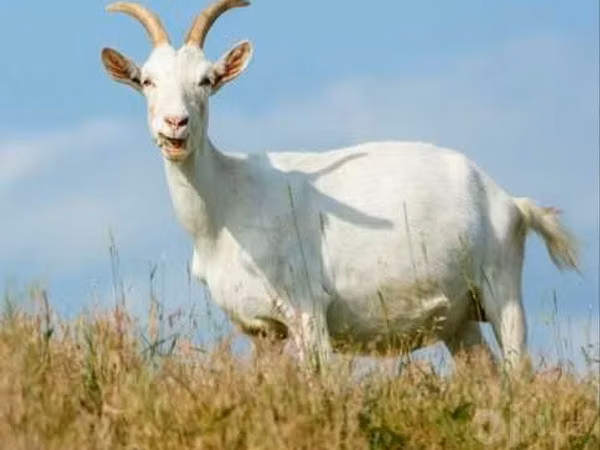 Echki, Saanen goat — Oʻzbekiston