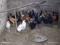 Chickens — photo 1