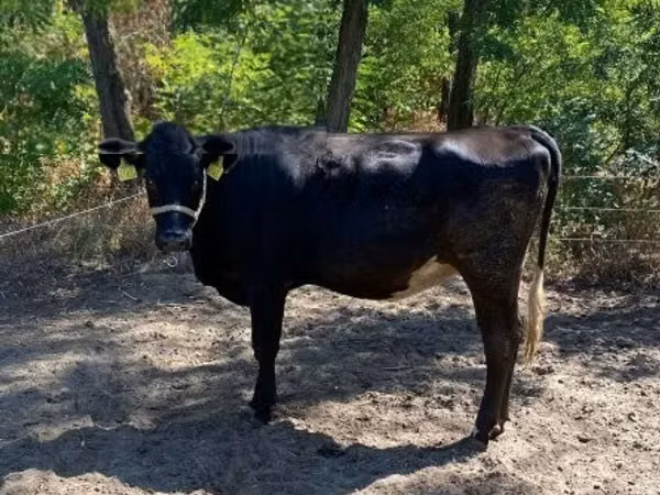 Cow, Cattle — Hungary