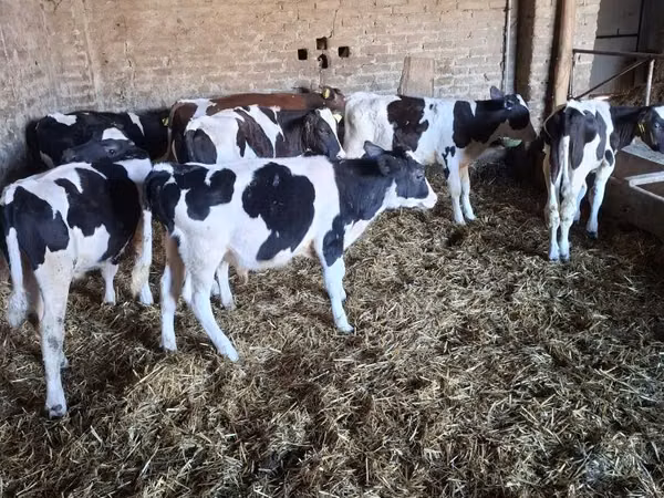 Bull, Holstein breed — Poland