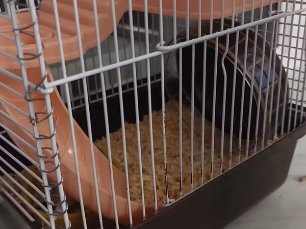 Qefesde 2 hamster cunqarik var. Sebeti alana hamsterleri ödənişsiz