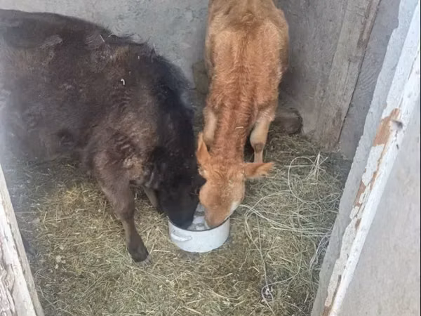Cow, Cattle