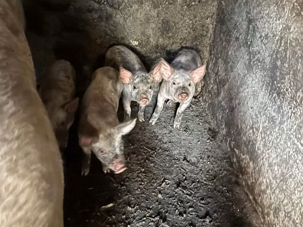 नर सूअर, सूअर — मॉल्डोवा