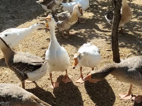 Geese — Kyrgyzstan