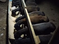 Får (parti, køn ikke angivet), Hissar sheep — foto 5