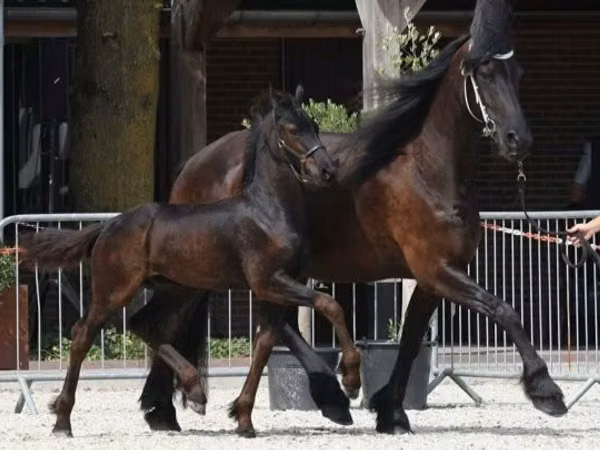 Pastuv, Friesian