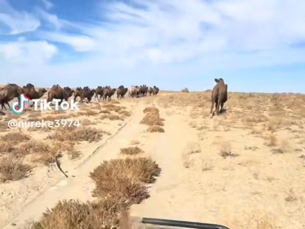 母骆驼, Camels — 哈萨克斯坦