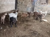 Ram, Sheep — photo 3