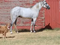 公马, Tennessee Walking Horse — 照片 1