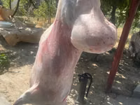 Beran, Rhon sheep — foto 4