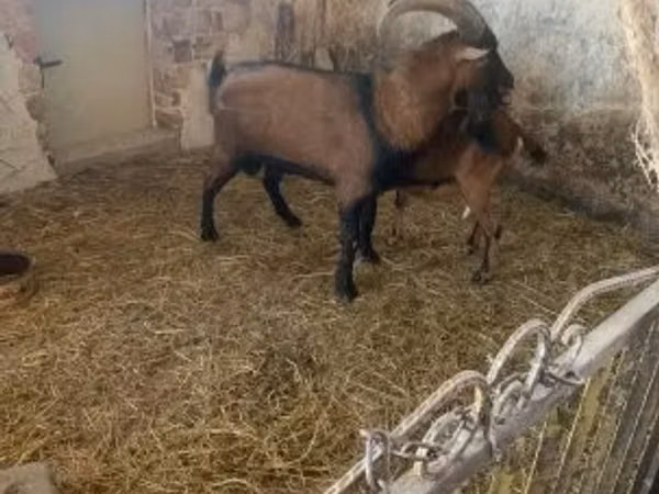 Ziegenbock, Alpine goat — Ungarn