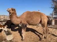 Cămile (lot, sex nespecificat), Kazakh Bactrian camel — foto 2