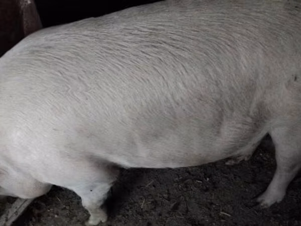 Babi hutan, Pigs
