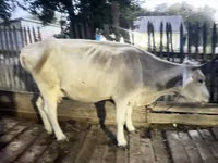 Vache, Latvian Blue cattle — photo 1