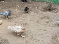 Ducks — 7. fotó