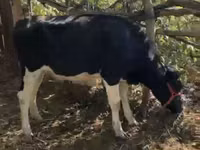 گاو ماده, Russian Black pied cattle — عکس 1