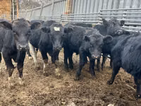 Stier, Aberdeen-Angus — foto 1