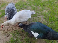 Guinea fowl — photo 6