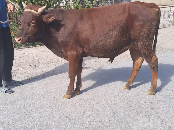 公牛, Cattle — 乌兹别克斯坦