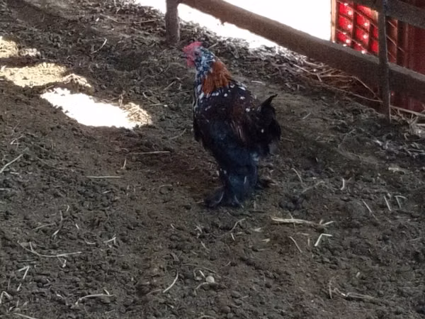 Chickens — 吉尔吉斯斯坦