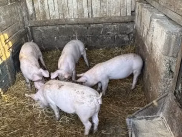 Pigs (batch, sex not specified), 