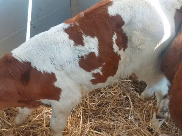 Cattle (batch, sex not specified), Simmental cattle — Poland