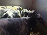 Bovine (lot, sex nespecificat), Russian Black pied cattle — foto 4