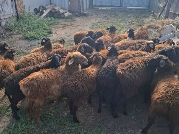 Ram, Edilbay sheep — Kazakhstan