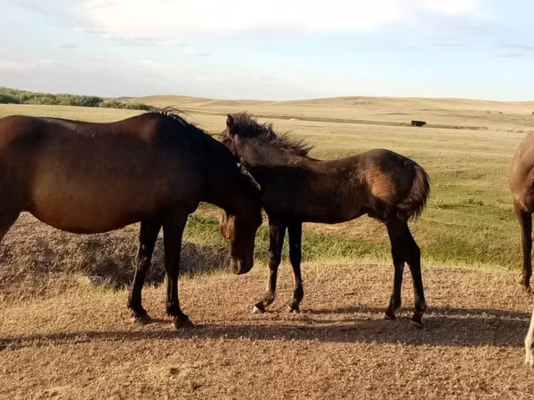 Mare, Horses — Kazakhstan