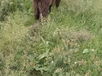 Cabras (lote, sexo não especificado), Cabras — foto 2