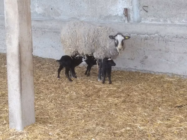 Schaf, Romanov sheep