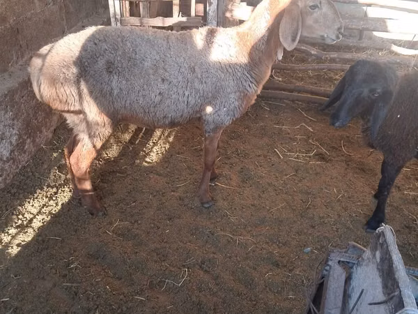 Sheep, Karakul sheep — Kyrgyzstan