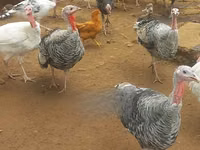 Turkeys — foto 3