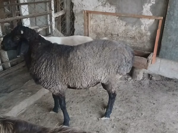 Ram, Sheep — Kazakhstan
