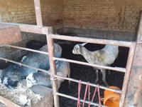 Kambing jantan, Sheep — foto 4