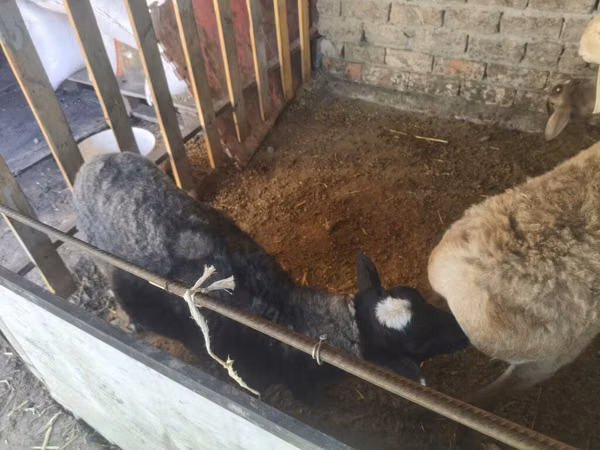 Ram, Rhon sheep