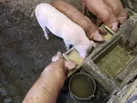 Boar, Pigs — photo 2
